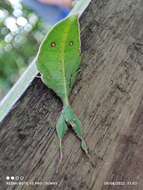 Image of Cryptophyllium chrisangi (Seow-Choen 2017)