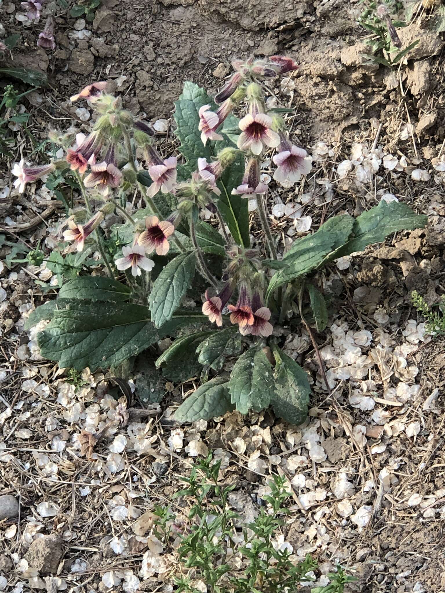 Image of Chinese Foxglove