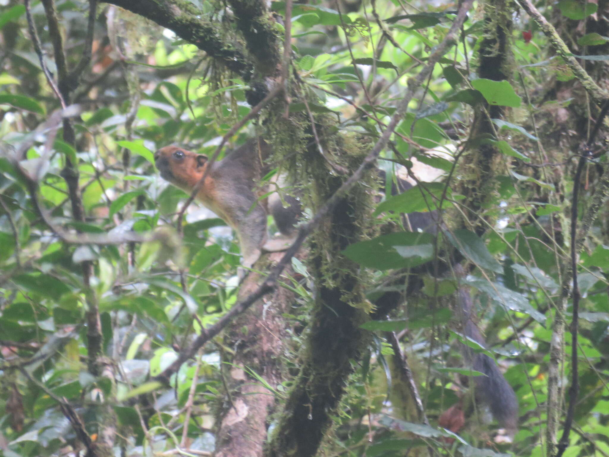 Image of Cream-coloured giant squirrel