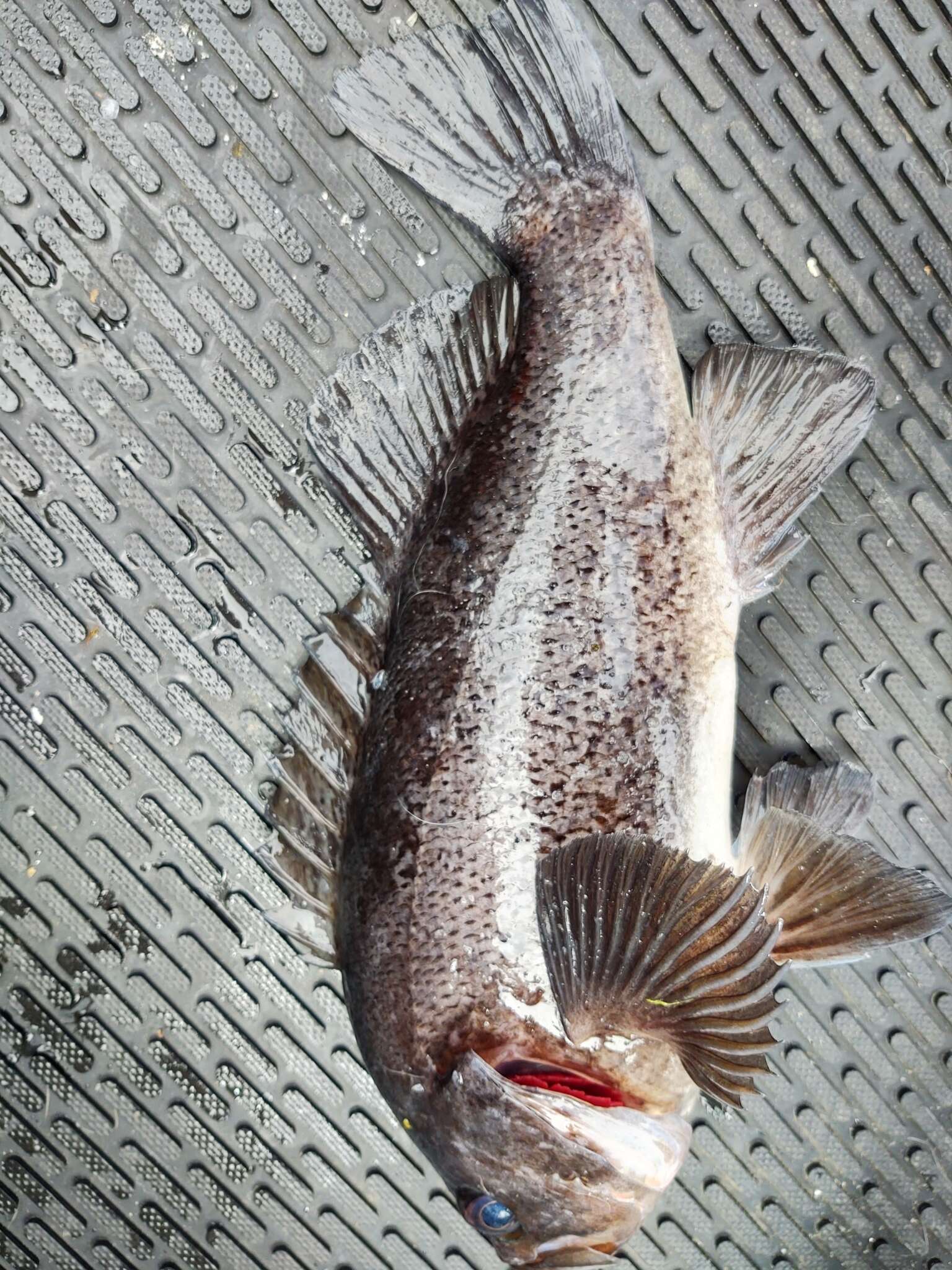 Image of Black rockfish