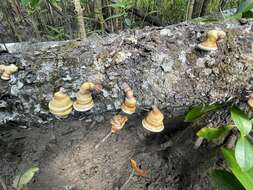 Image of Ganoderma ochrolaccatum (Mont.) Pat. 1889