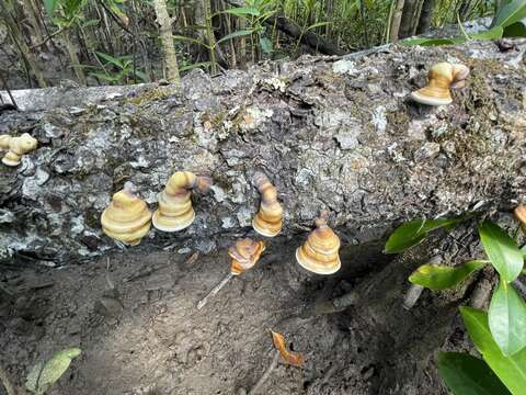 Image of Ganoderma ochrolaccatum (Mont.) Pat. 1889