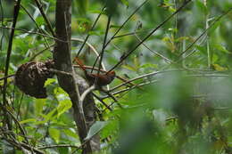 Image of Pernambuco Spinetail