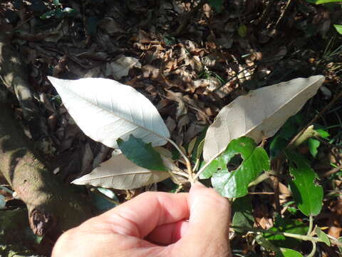 Imagem de Croton cascarilloides Raeusch.