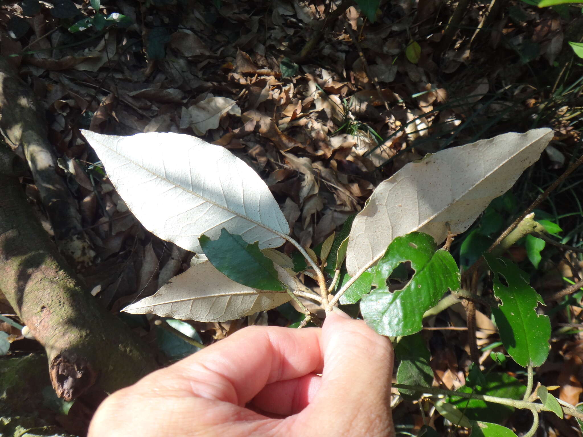 Слика од Croton cascarilloides Raeusch.