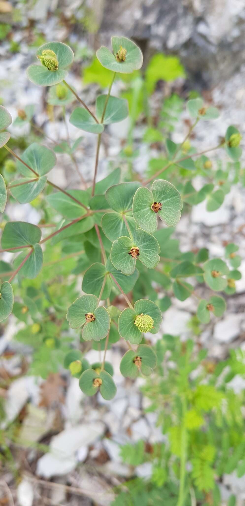 Sivun Euphorbia condylocarpa M. Bieb. kuva