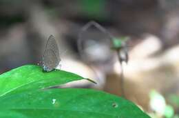 Image of Arhopala pseudomuta Staudinger 1889