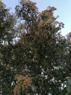 Image of Cordia elaeagnoides DC.