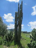 Image of <i>Lophocereus marginatus</i>