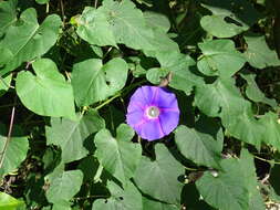 Image of Ipomoea orizabensis var. austromexicana J. A. Mc Donald