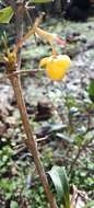 Image of Berberis ruscifolia Lam.