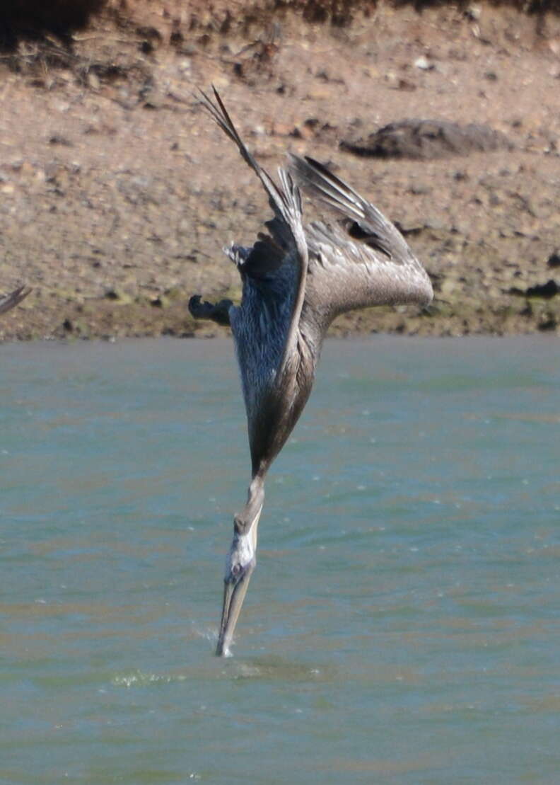 Image of California brown pelican