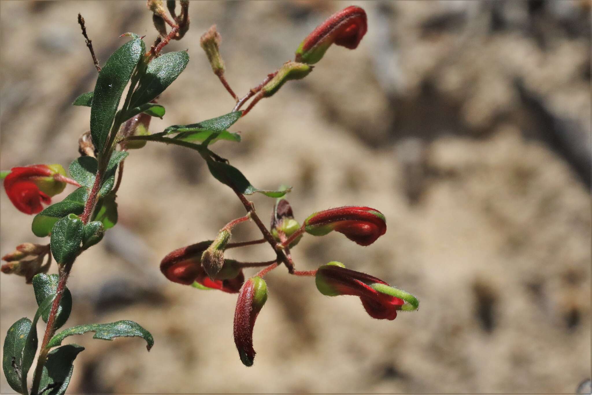 Image of Grevillea banyabba P. M. Olde & N. R. Marriott