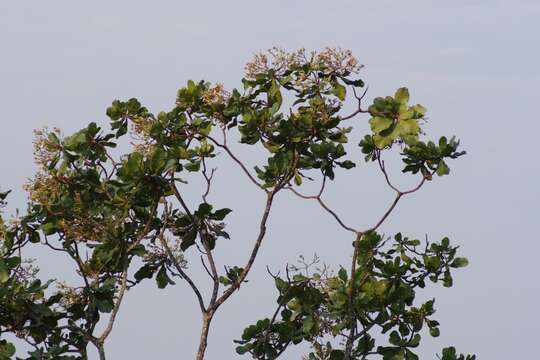 Image of Big-leaf