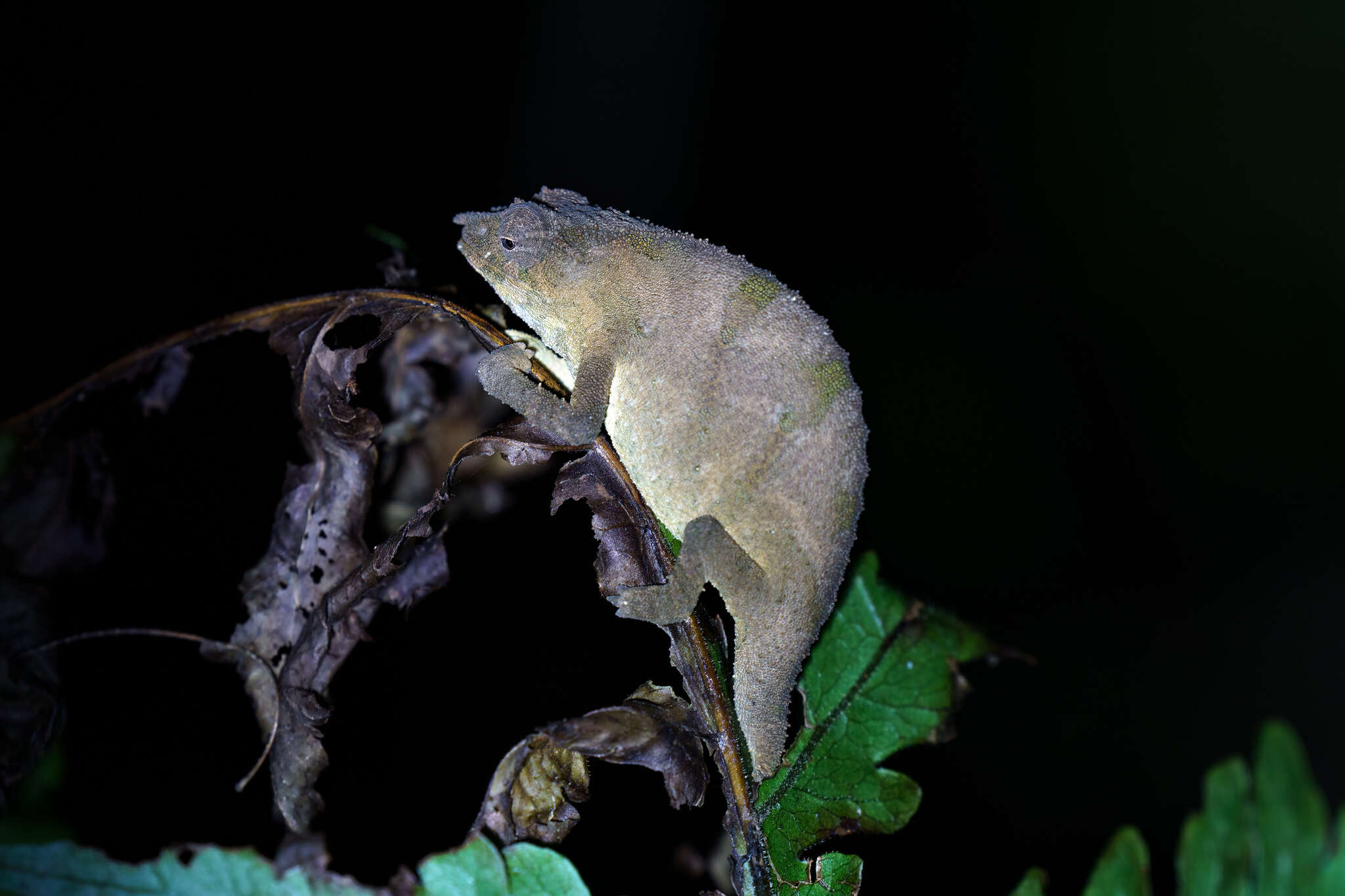 Image of Malawi Stumptail Chameleon