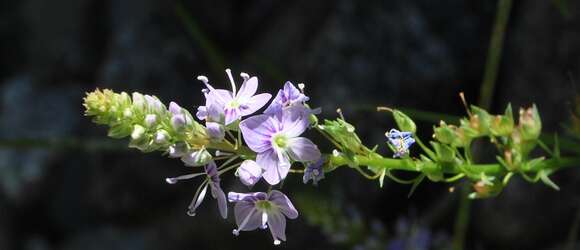 Image of Veronica anagallis-aquatica subsp. anagallis-aquatica