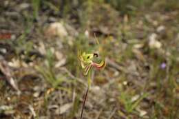 Caladenia integra E. Coleman的圖片