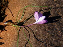 Image of Syringodea concolor (Baker) M. P. de Vos