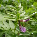 Image of bush vetch