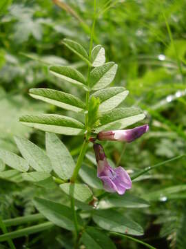 Image of bush vetch