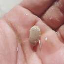 Image of Puerto Rican sand crab