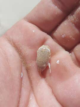 Image of Puerto Rican sand crab