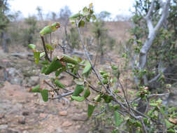 Plancia ëd Androstachys johnsonii Prain