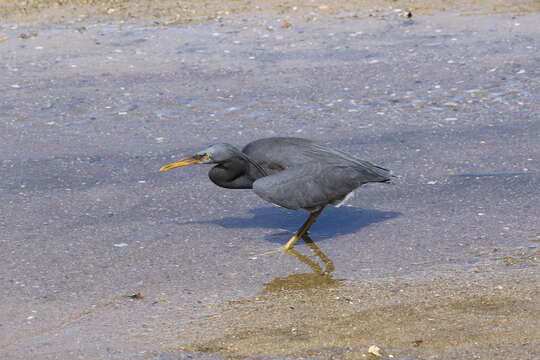 Image of Eastern Reef Egret