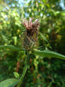 Image of Centaurea phrygia subsp. pseudophrygia (C. A. Mey.) Gugl.