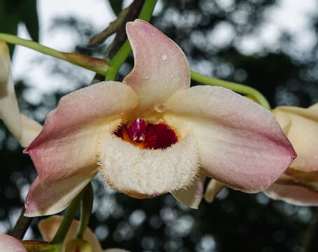 Imagem de Dendrobium moschatum (Banks) Sw.