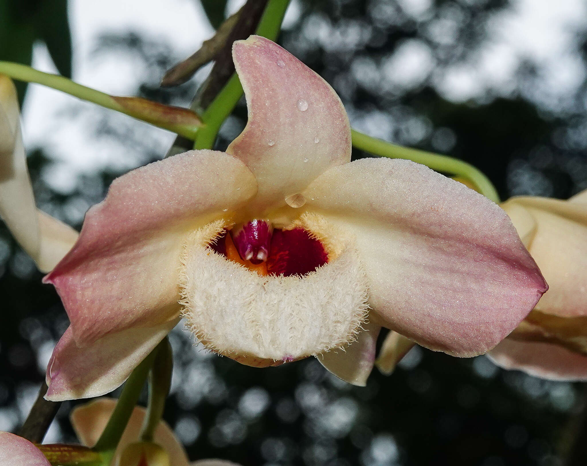 Слика од Dendrobium moschatum (Banks) Sw.