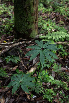 Image of Paris polyphylla var. stenophylla Franch.