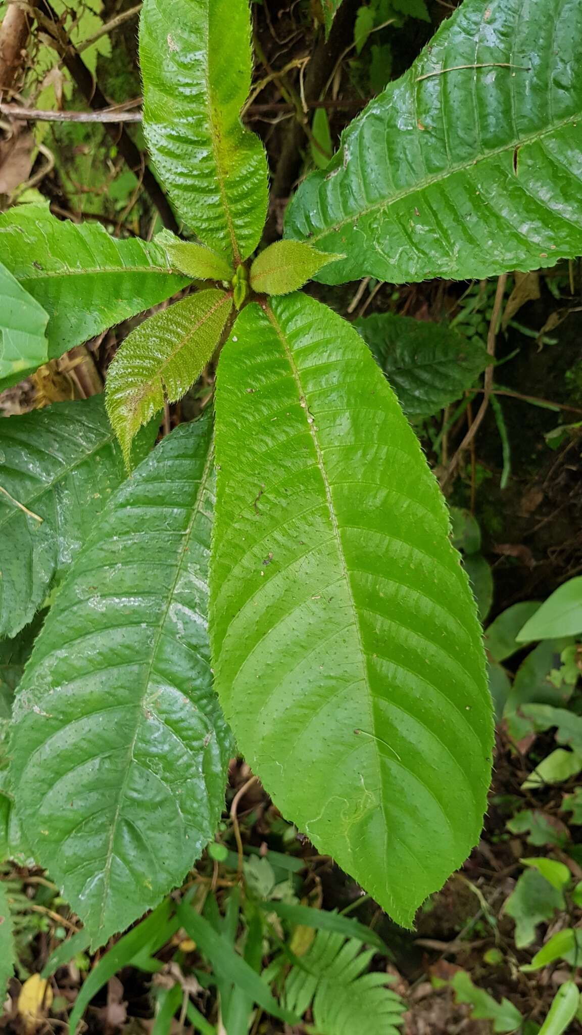 Image de Saurauia tristyla DC.