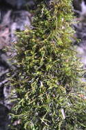 Image of dichelyma moss