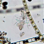 Image of turtle rotifer