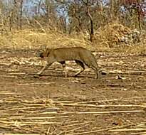 Image of African Wildcat