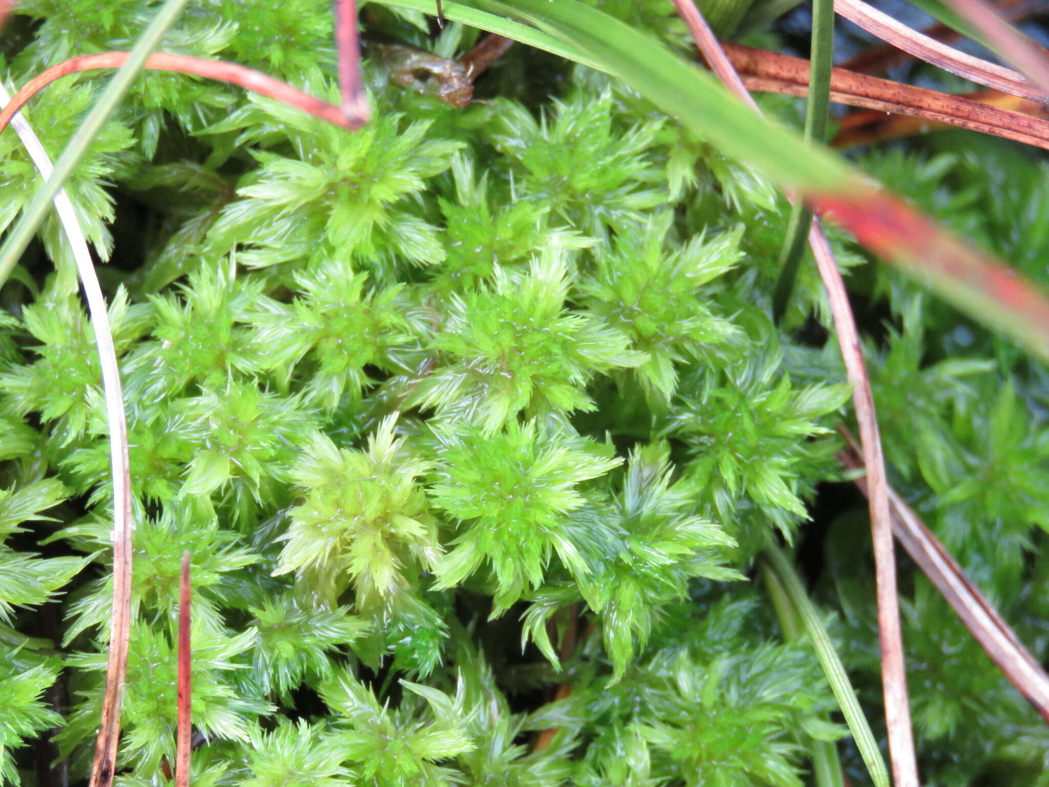 Imagem de Sphagnum cuspidatum Ehrhart ex G. F. Hoffmann 1796