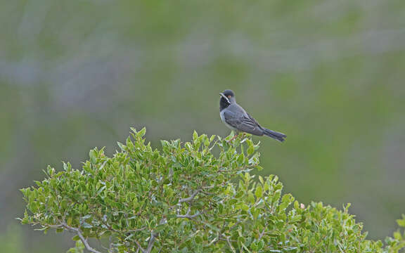 Image of Rüppell's Warbler