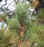 Слика од Pinus ponderosa var. scopulorum Engelm.