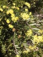 Image of Phebalium squamulosum subsp. alpinum (Benth.) Paul G. Wilson