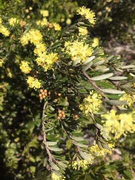 Imagem de Phebalium squamulosum subsp. alpinum (Benth.) Paul G. Wilson