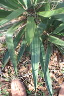 Image of curve-leaf yucca