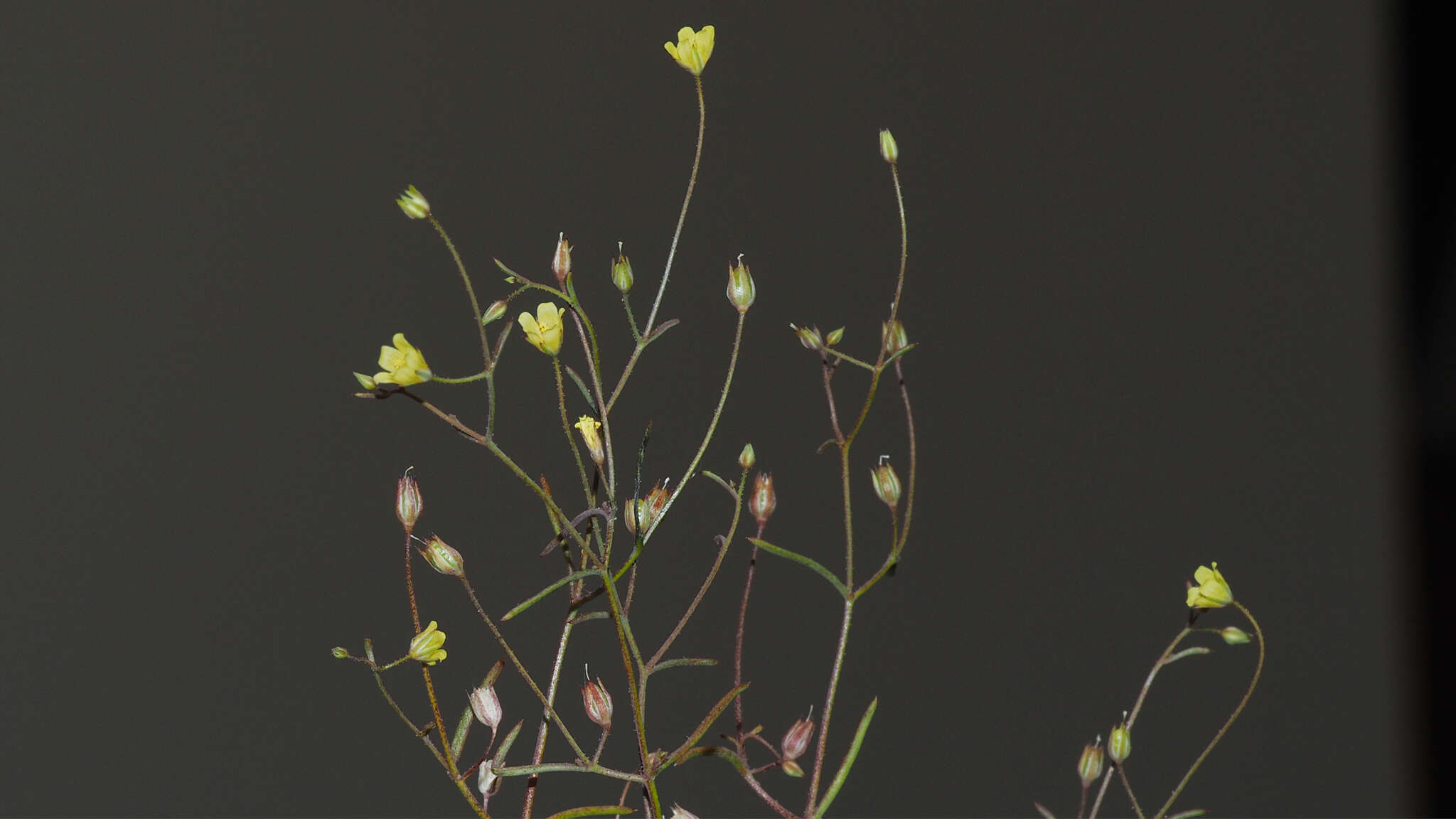 Image de Linanthus filiformis (Parry ex A. Gray) J. M. Porter & L. A. Johnson