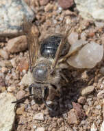 Image of Bradley's Andrena