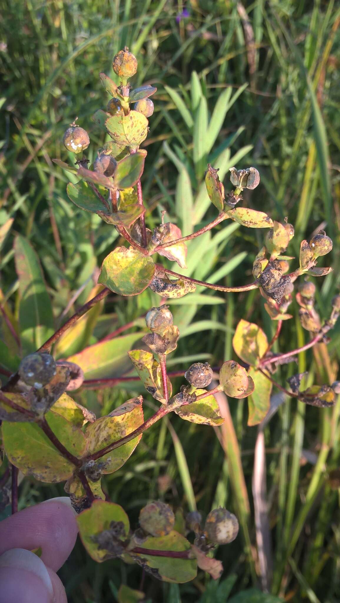 Image of Marsh Spurge