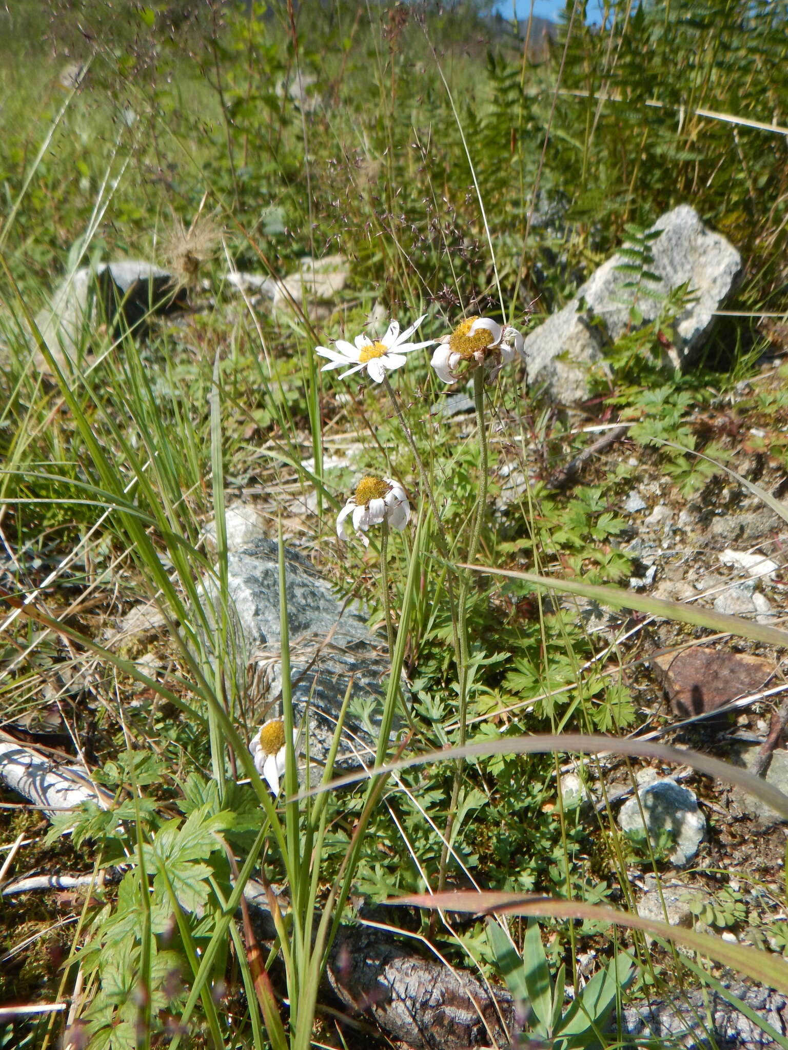 Image of Chrysanthemum zawadskii subsp. peleiolepis (Trautv.) A. V. Grebenjuk & Czepinoga