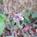 Слика од Dysolobium pilosum (Willd.) Marechal