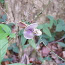 Plancia ëd Dysolobium pilosum (Willd.) Marechal