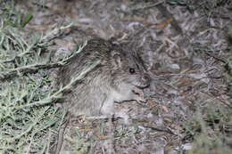 Image of Australian Long-haired Rat
