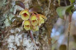 Слика од Epidendrum eximium L. O. Williams